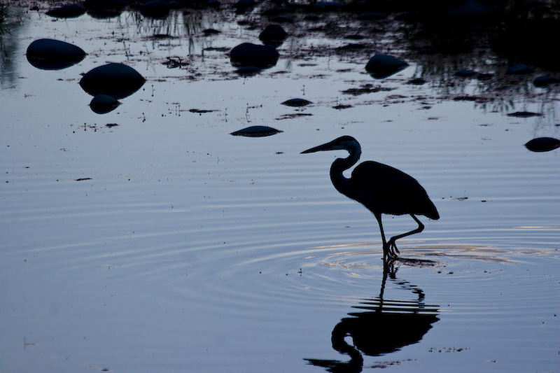 Great Blue Heron Silhouette